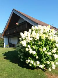 Die Hortensie in voller Bl&uuml;tenpracht